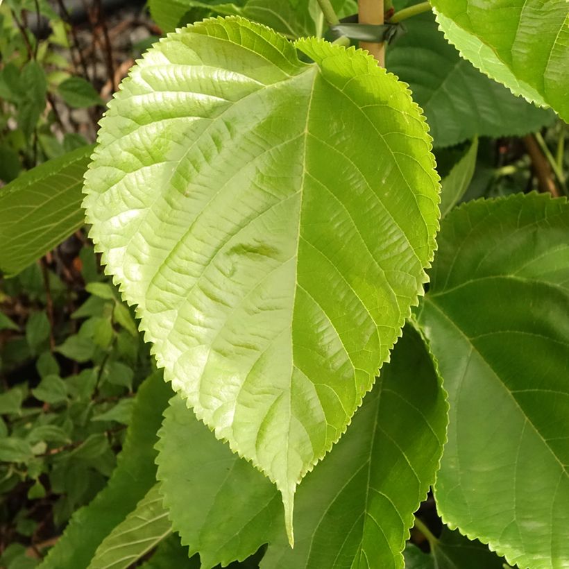 Morus alba Giant Fruit - Morera blanca (Follaje)