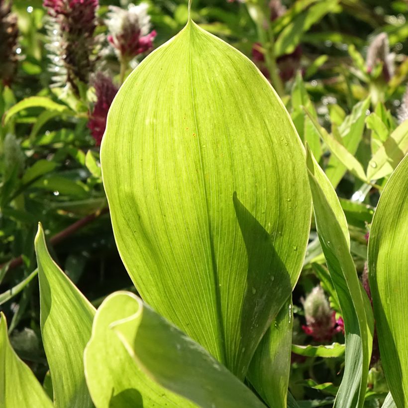 Convallaria majalis Hardwick Hall - Lirio de los valles (Follaje)