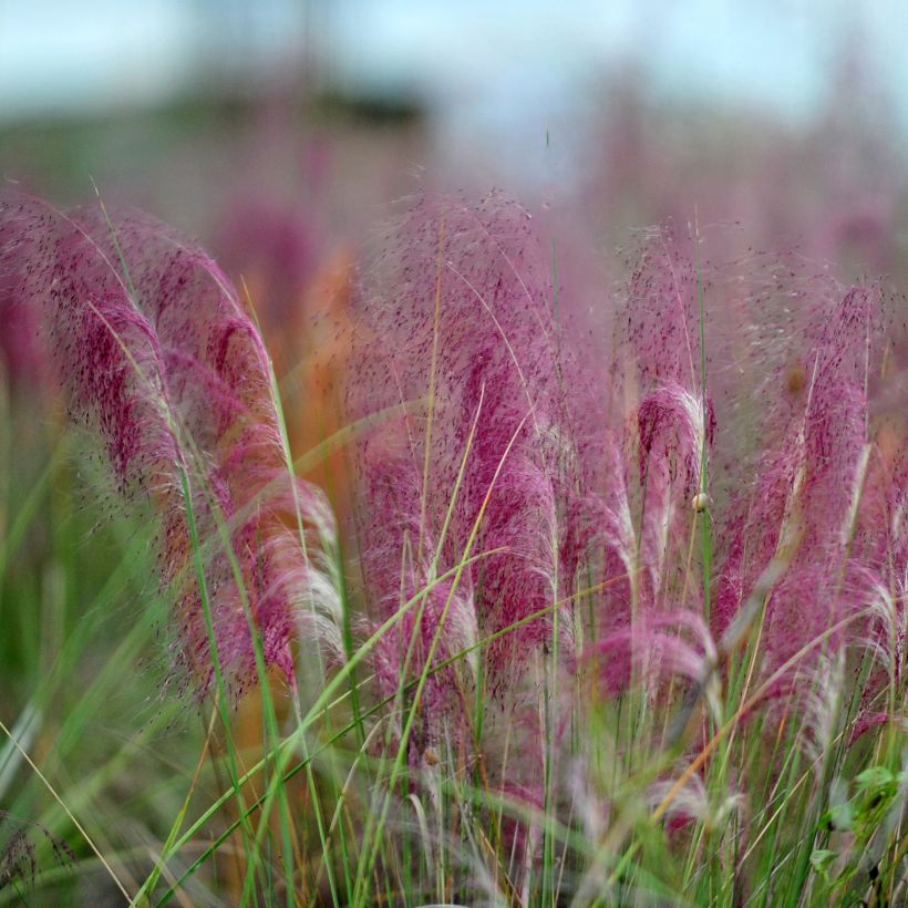 Muhlenbergia capillaris (Floración)