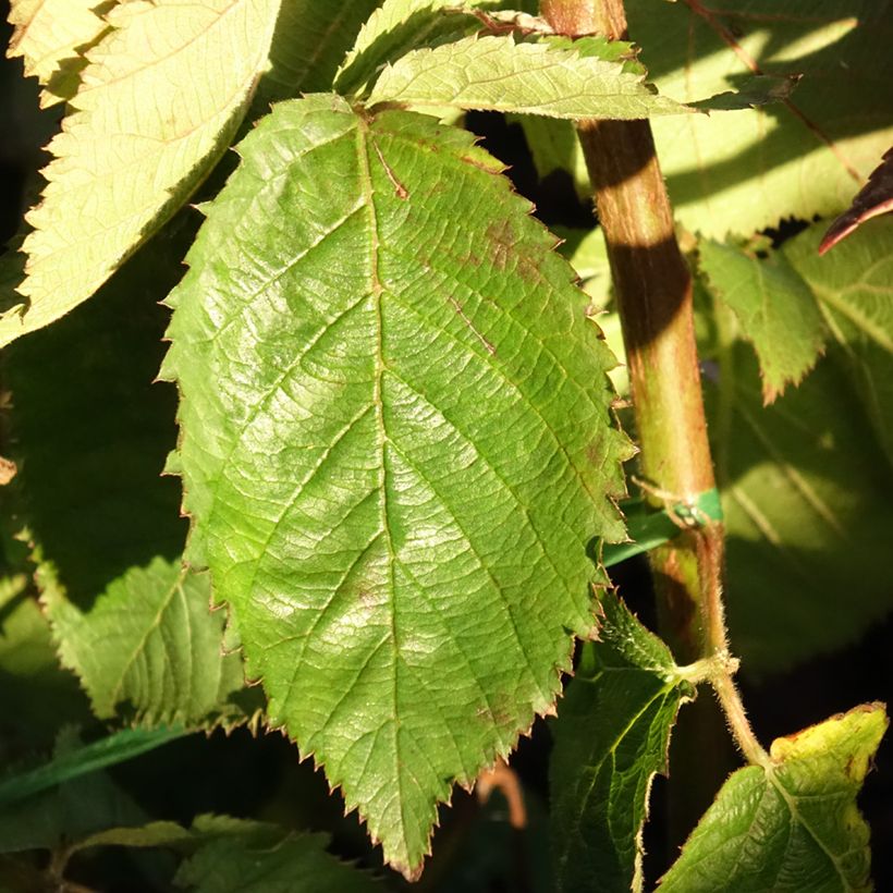 Rubus fruticosus Lucky Berry - Zarzamora (Follaje)