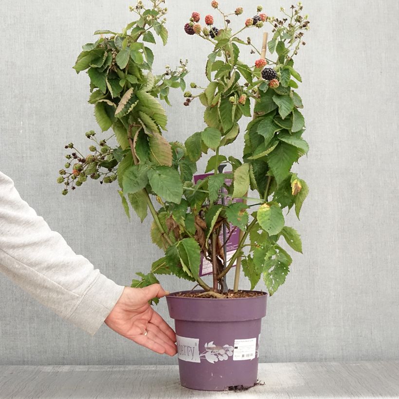 Ejemplar de Rubus fruticosus Lucky Berry - Zarzamora Maceta 4L/5L, Formación arbustiva entregado en otoño