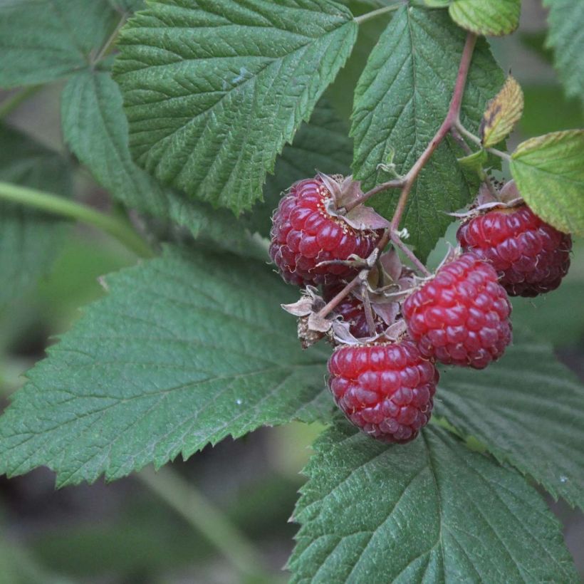 Zarzamora Loganberry (Follaje)