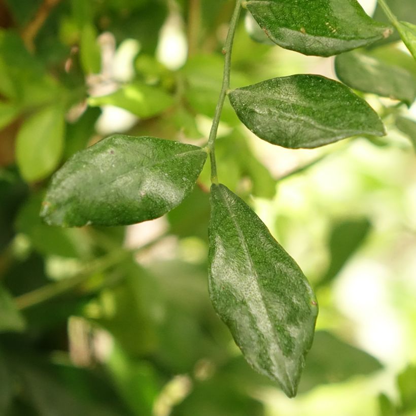 Murraya paniculata - Naranjo jazmín (Follaje)