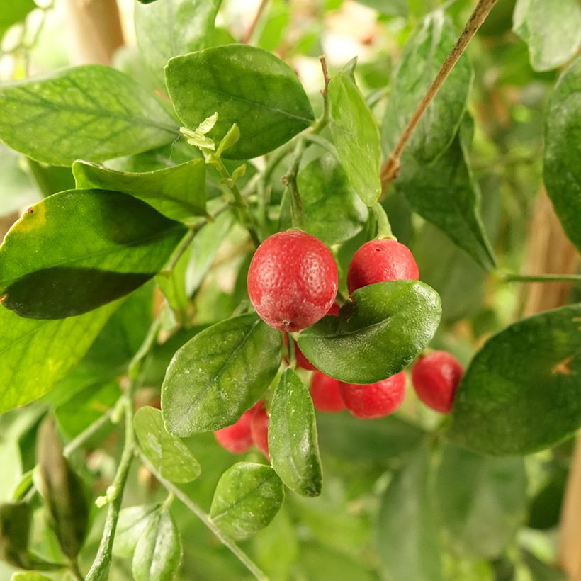 Murraya paniculata - Naranjo jazmín (Cosecha)