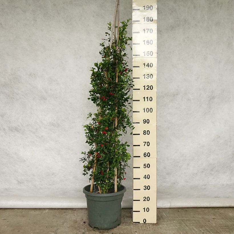 Murraya paniculata - Naranjo jazmín Maceta 18L/20LAltura de entrega aprox. 125/150cm Ejemplar entregado en la primavera