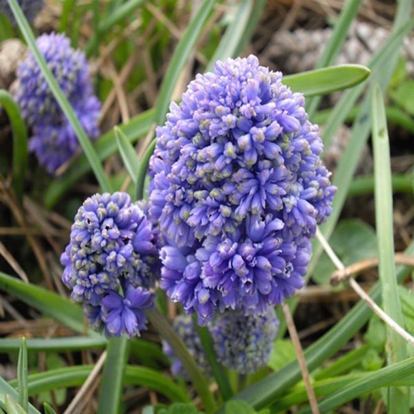 Muscari armeniacum Blue Spike (Floración)