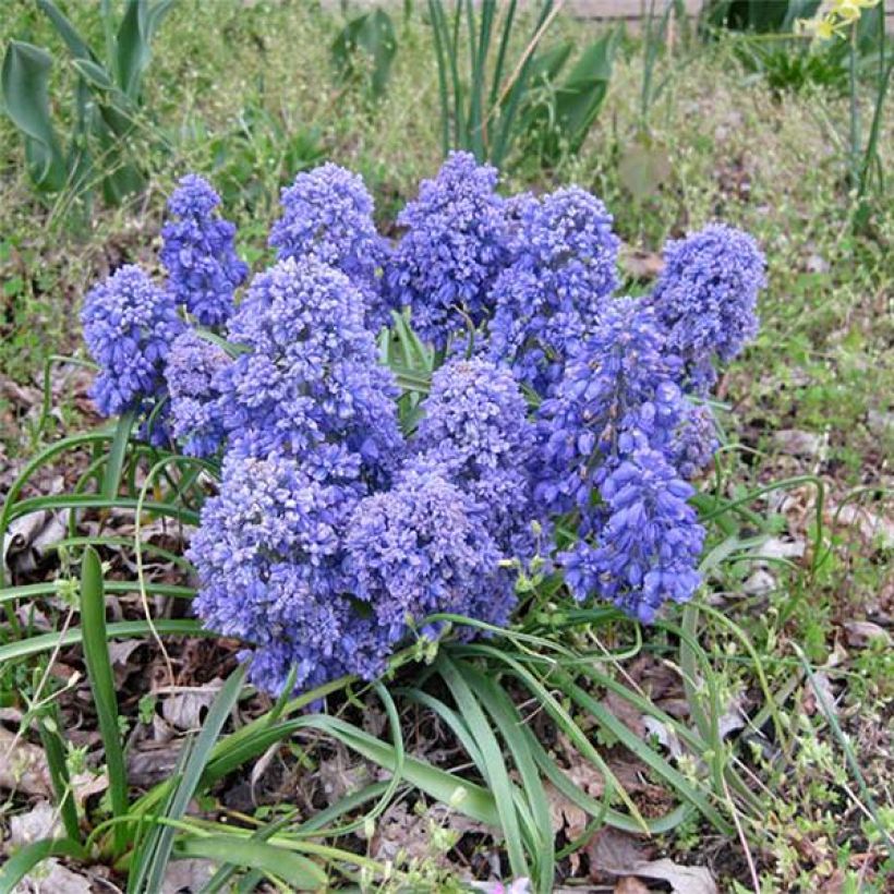 Muscari armeniacum Blue Spike (Porte)