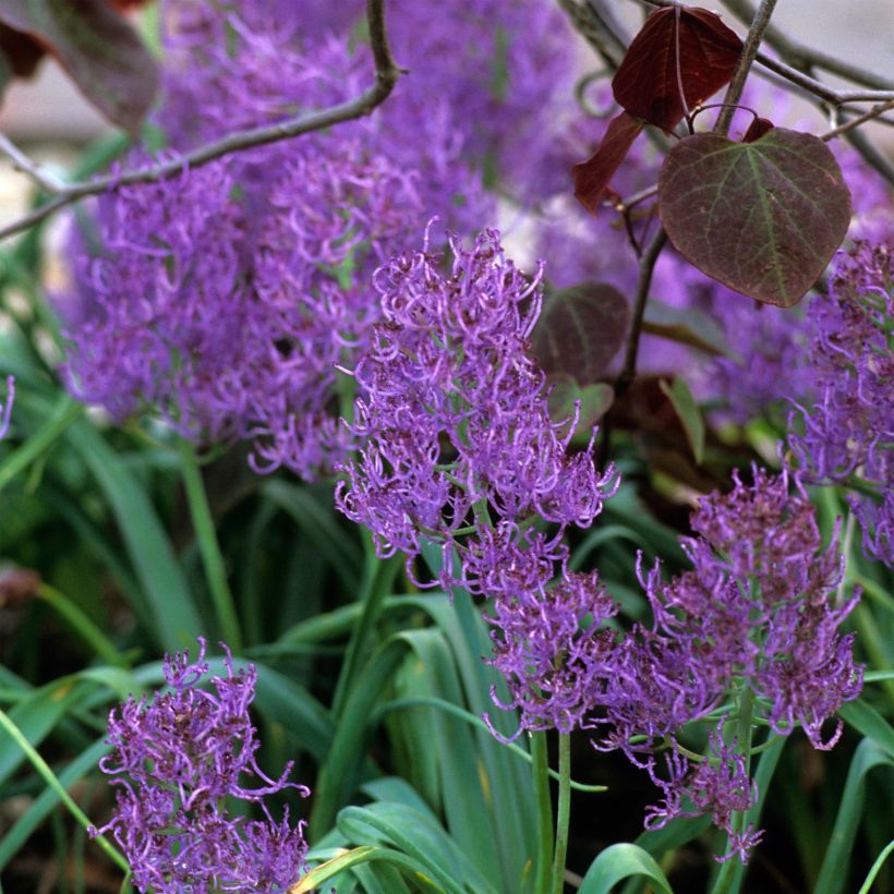 Muscari comosum Plumosum - Jacinto comoso (Floración)