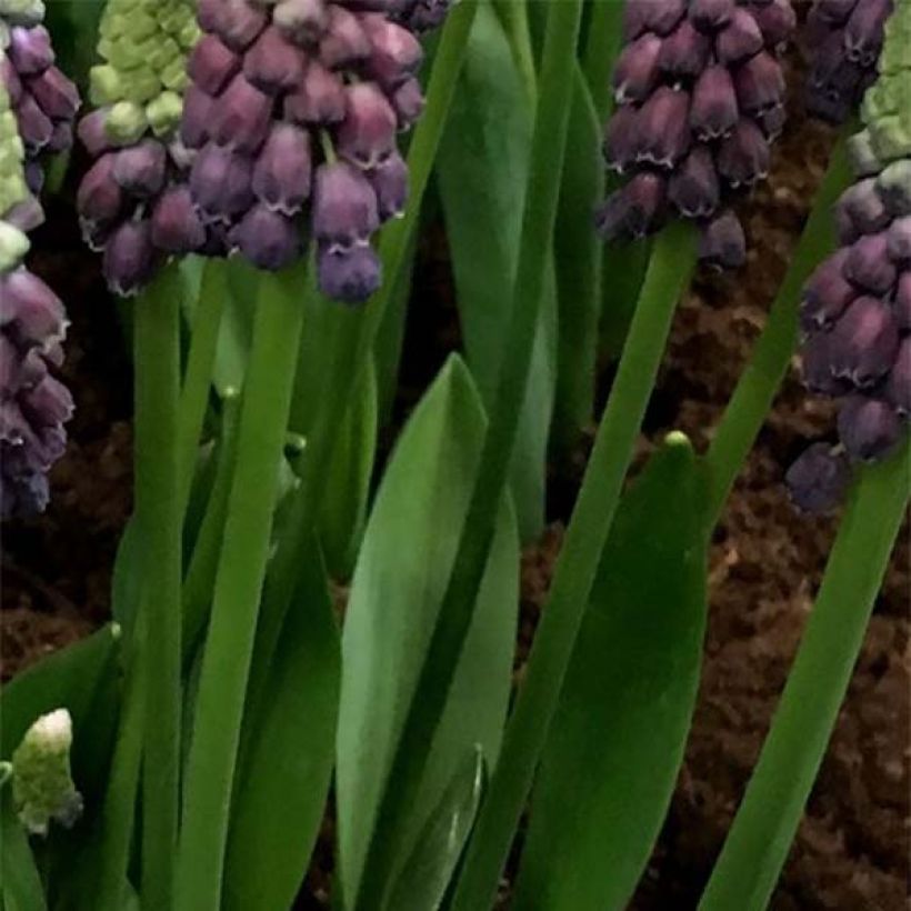 Muscari latifolium Grape Ice - Jacinto ramoso (Follaje)