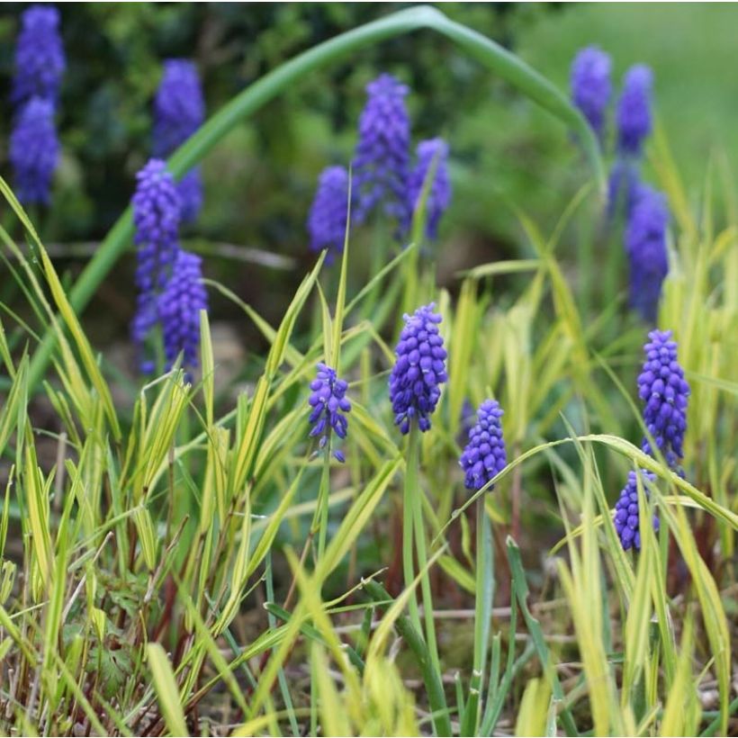 Muscari armeniacum - Muscari (Floración)