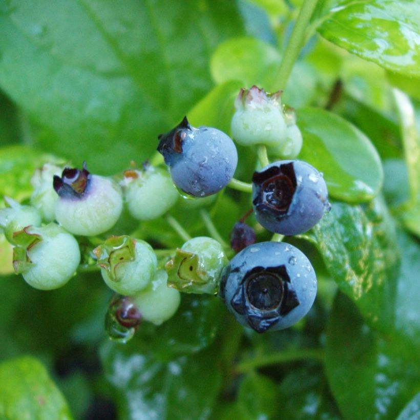 Arándano Blue Gold (Cosecha)