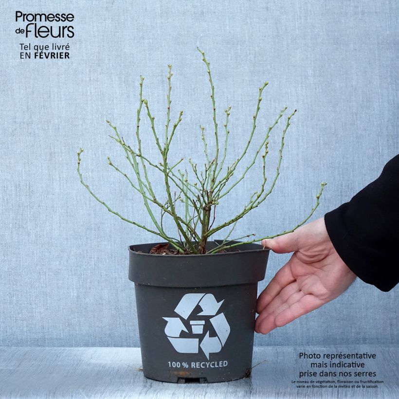 Myrtillier Blue Roma - Pot de 3L/4L Ejemplar entregado en invierno