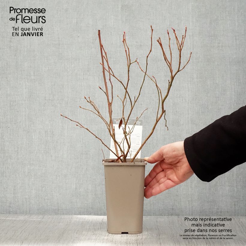 Myrtillier Hortblue Poppins - Pot de 1,5L/2L Ejemplar entregado en invierno