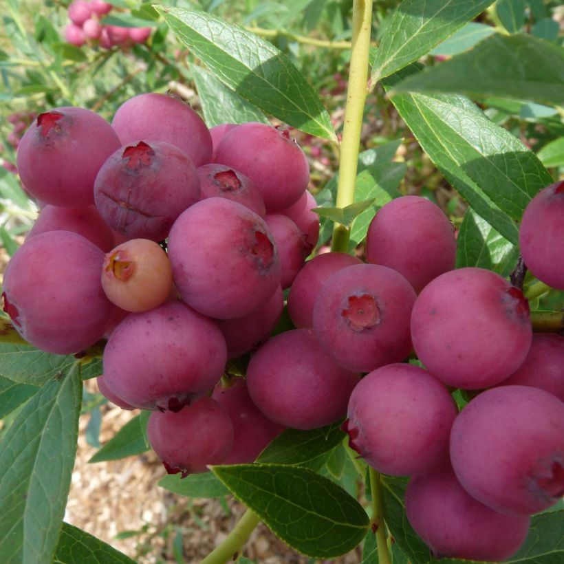 Arándano Pink Lemonade (Cosecha)