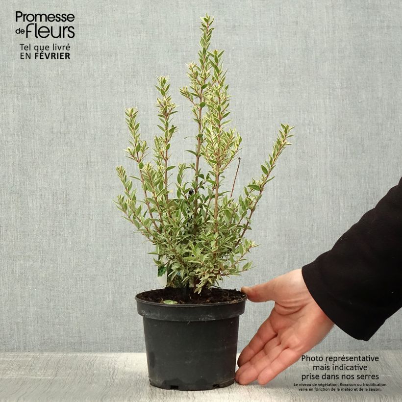 Myrtus communis Variegata - Myrte panaché Pot de 1,5L/2L Ejemplar entregado en invierno