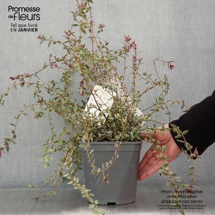 Myrtus ugni Flambeau - Myrte ugni Pot de 3L/4L Ejemplar entregado en invierno