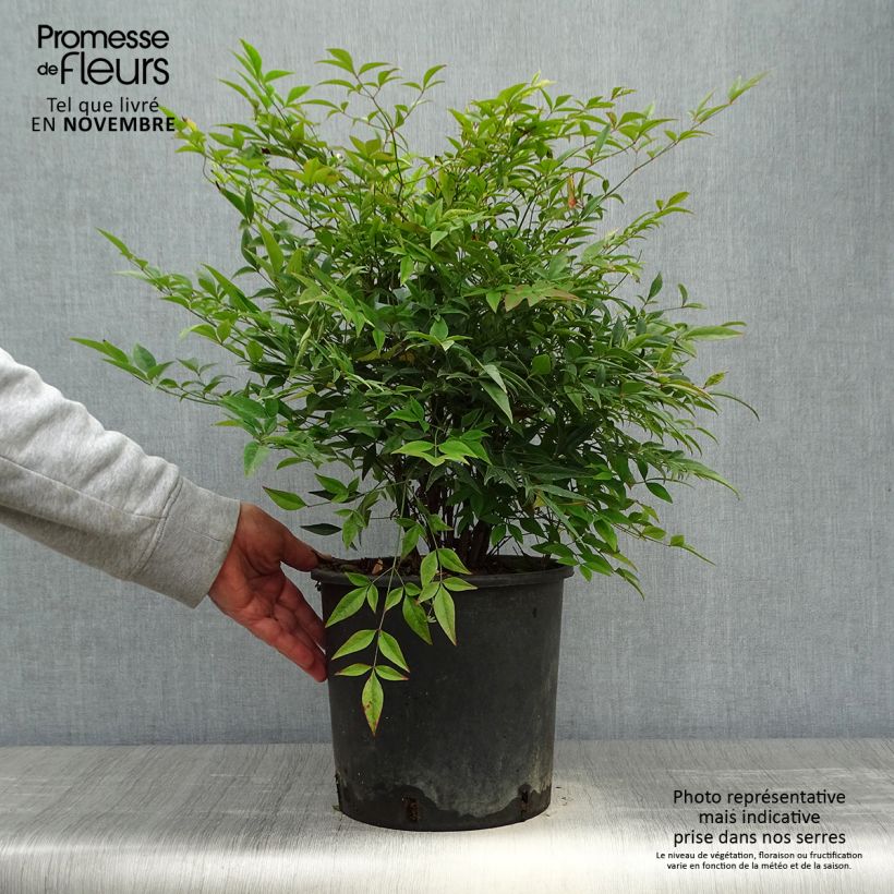 Ejemplar de Nandina domestica - Bambou sacré - Pot de 7.5L/10L 50/60 cm entregado en otoño