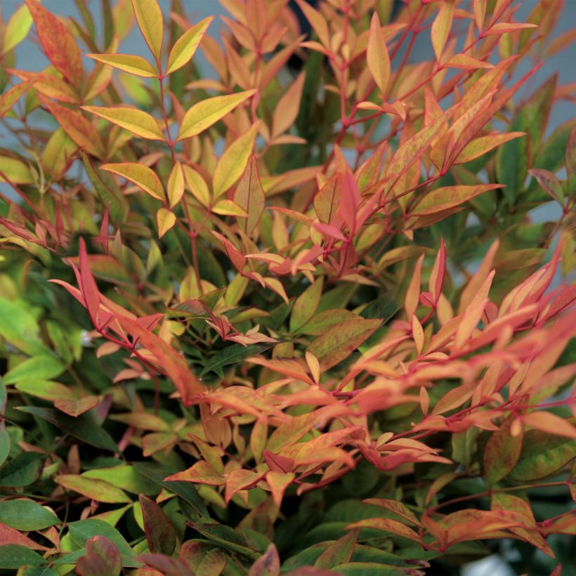 Nandina domestica Gulf Stream (Follaje)