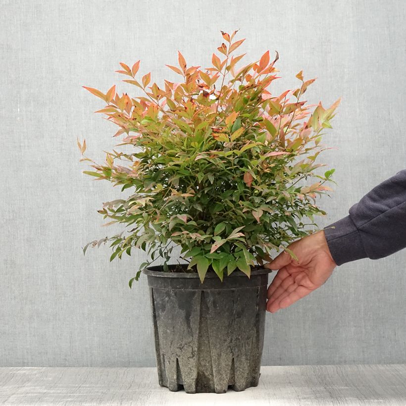 Ejemplar de Nandina domestica Gulf Stream - Bambou sacré orange cuivre en pot de 7,5L/10L entregado en verano