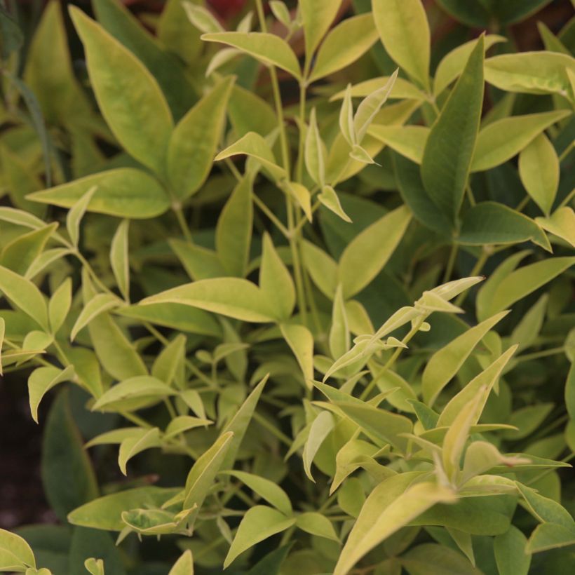 Nandina domestica Lemon and Lime (Follaje)