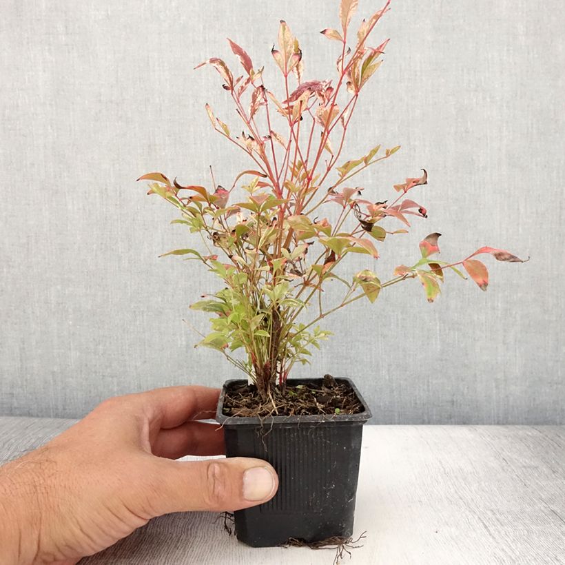 Ejemplar de Nandina domestica Twilight - Bambou sacré en godet de 9 cm entregado en verano