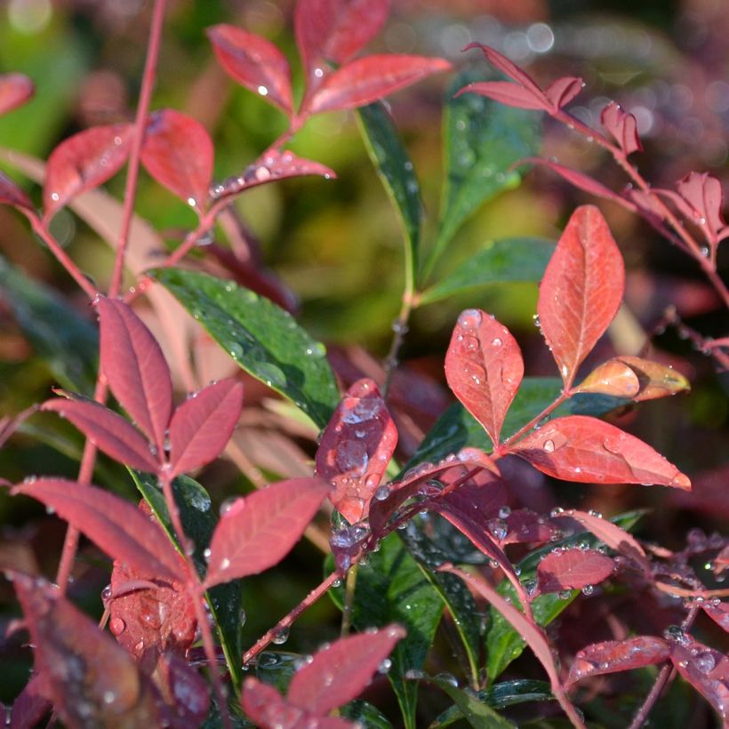 Nandina domestica Obsessed Seika (Follaje)