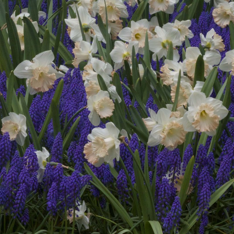 Narciso British Gamble (Floración)