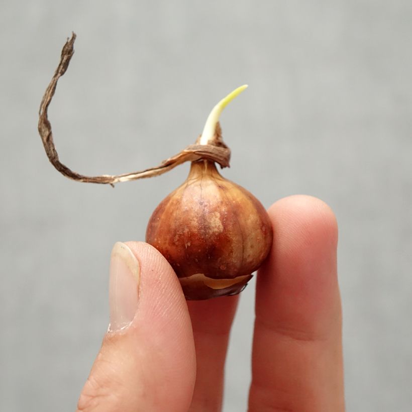 Ejemplar de Narcisse bulbocodium Cantabricus (White) Bulbe entregado en otoño