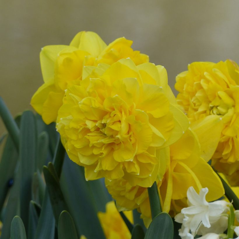 Narciso Easter Tide (Floración)