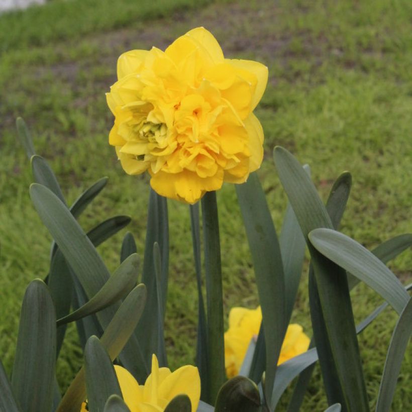 Narciso Easter Tide (Porte)