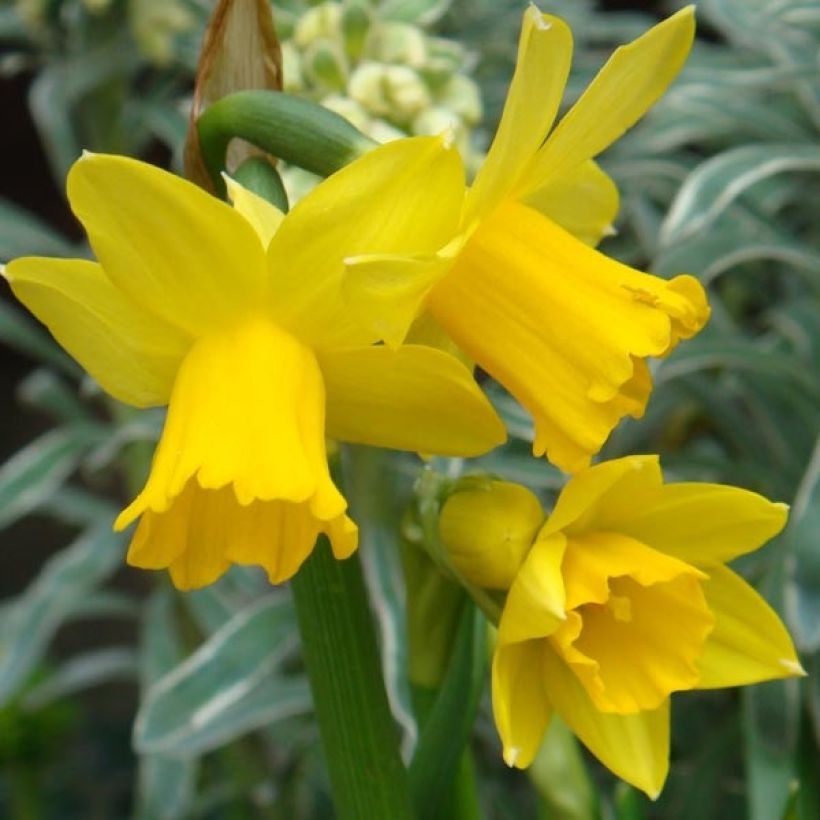 Narciso cyclamineus February Gold (Floración)