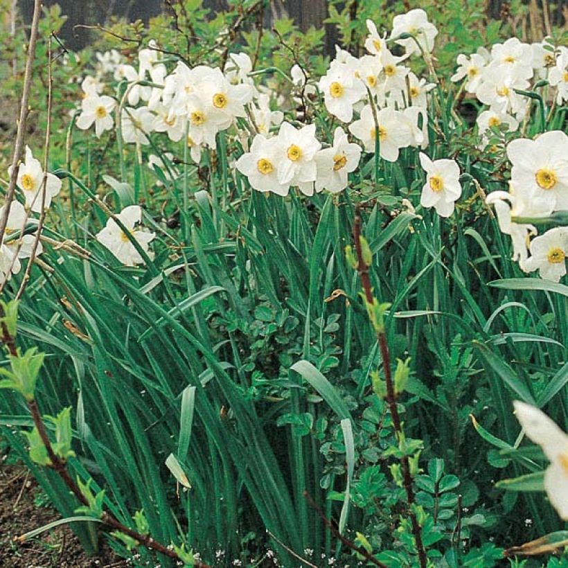 Narciso poeticus Actaea (Porte)