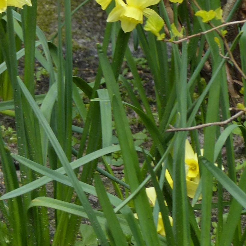 Narciso Stint (Follaje)