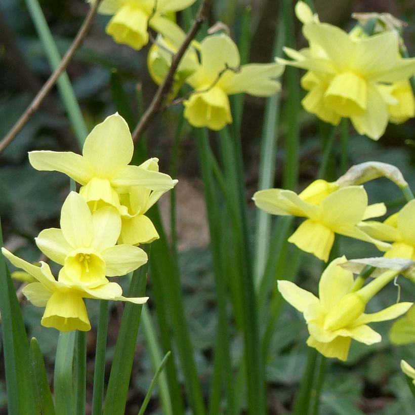 Narciso Stint (Floración)