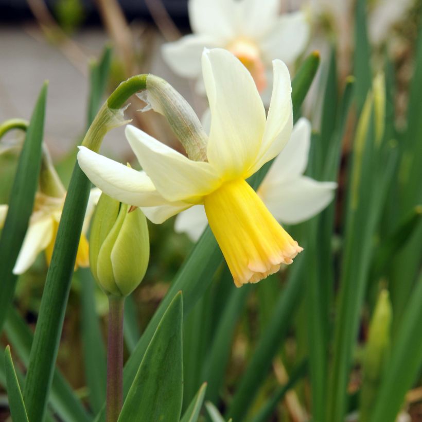 Narciso cyclamineus Winter Walzer (Floración)