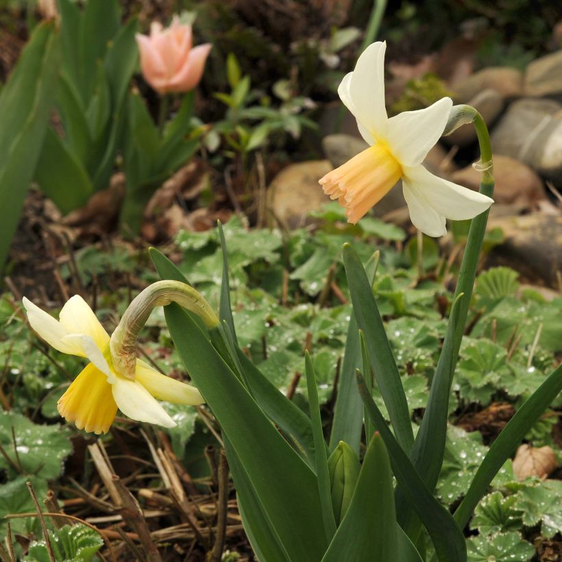 Narciso cyclamineus Winter Walzer (Porte)