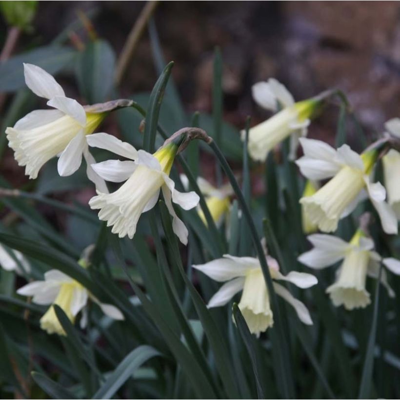 Narciso WP Milner (Floración)