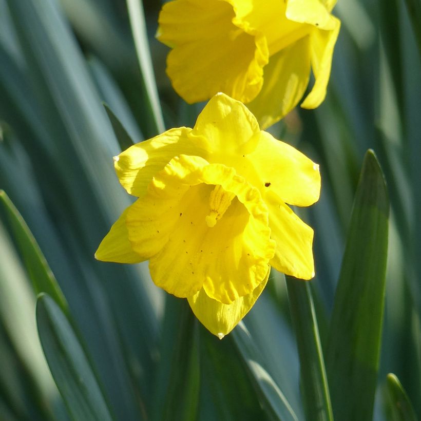 Narcissus pseudonarcissus Obvallaris (Floración)