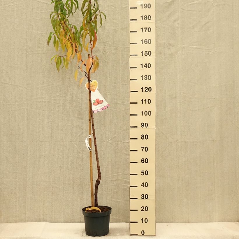 Ejemplar de Nectarinier à fruits plats Flateryna - Prunus persica nucipersica Demi-Tige Pot de 7,5L/10L entregado en otoño