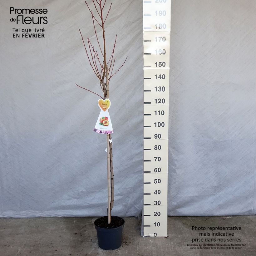 Nectarinier Flavor Top - Prunus persica nucipersica Demi-tige en pot de 7,5l/10l Ejemplar entregado en invierno