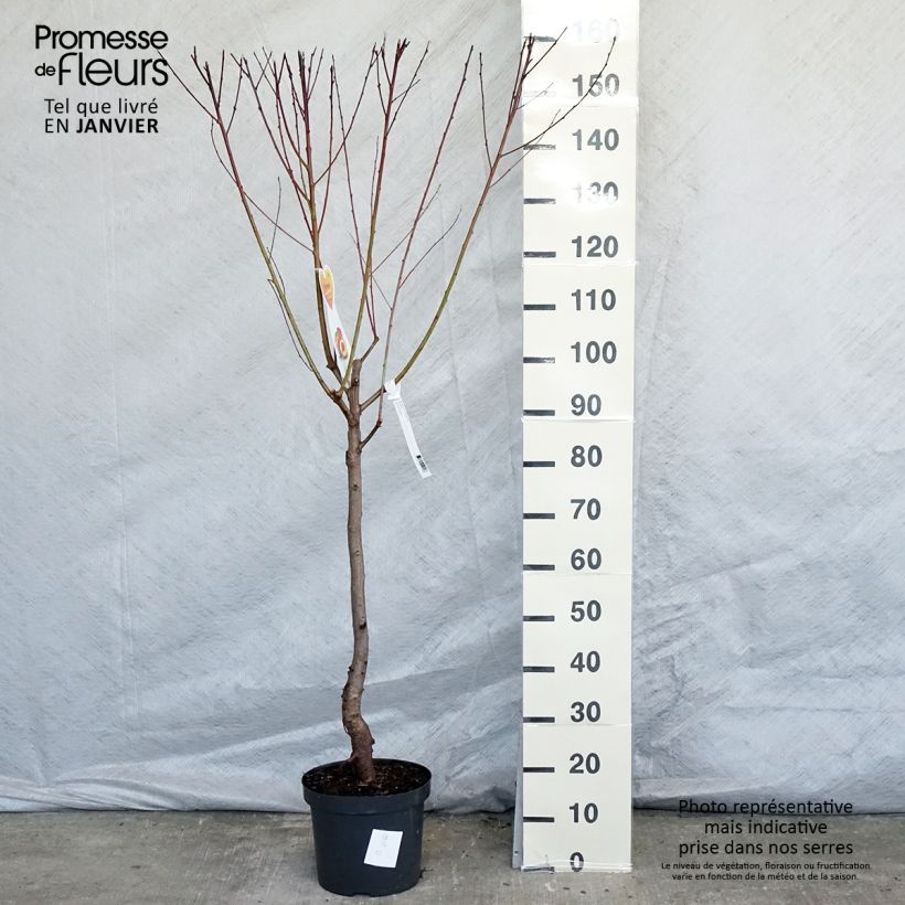 Nectarinier Flavor Top - Prunus persica nucipersica  en pot de 7.5L gobelet Ejemplar entregado en invierno