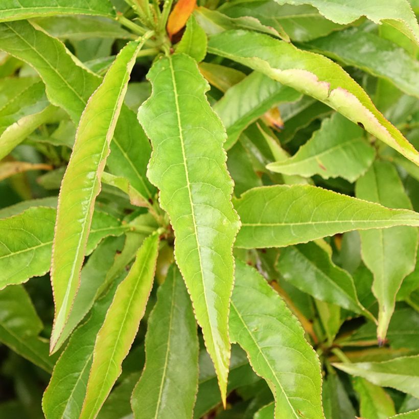 Nectarina enana Garden Beauty (Follaje)