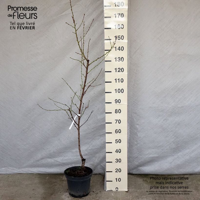 Nectarinier - Prunus persica nucipersica Nectarose Pot de 7,5L/10L Ejemplar entregado en invierno