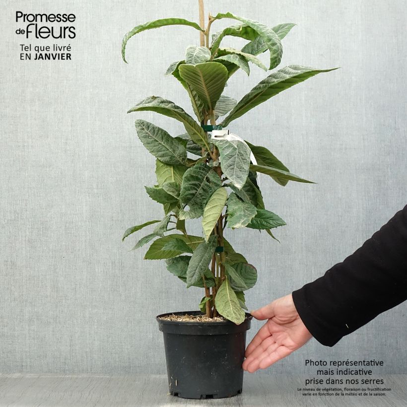 Néflier du Japon - Eriobotrya japonica en pot de 3L/4L Ejemplar entregado en invierno