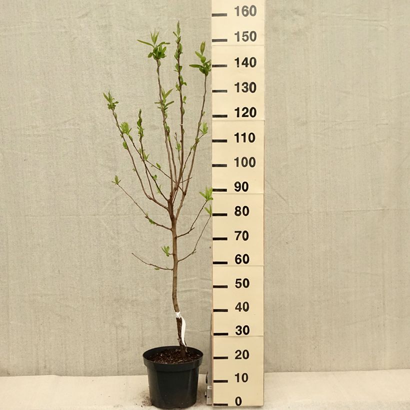 Níspola - Mespilus germanica Maceta 7,5L/10LAltura de entrega aprox. 150/175cm Ejemplar entregado en la primavera