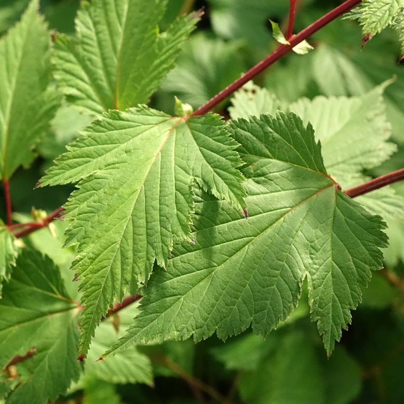 Neillia affinis (Follaje)