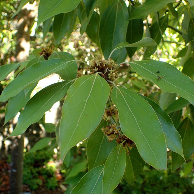 Neolitsea sericea (Follaje)