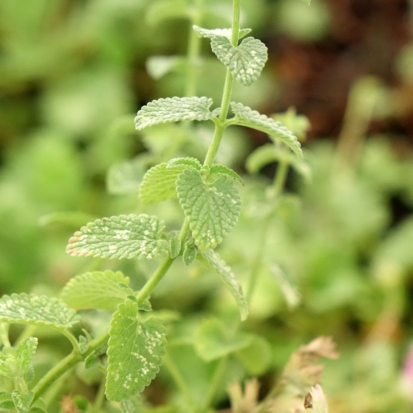 Nepeta faassenii Cat's Pajamas (Follaje)