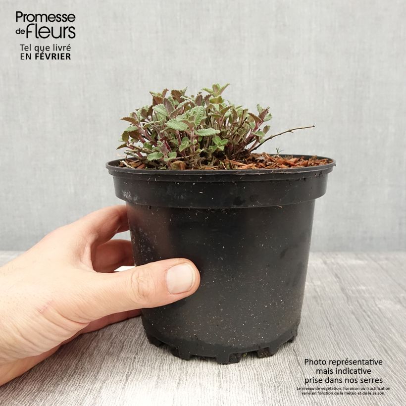 Nepeta faassenii - Népéta hybride Pot de 2L3L Ejemplar entregado en invierno