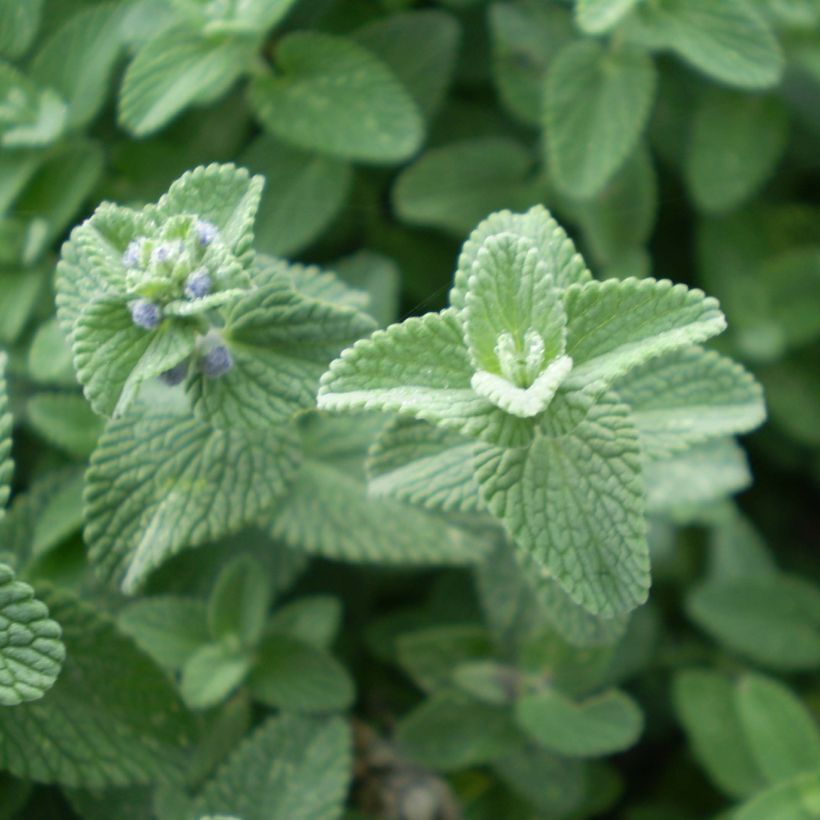 Nepeta faassenii Six Hill s Giant (Follaje)